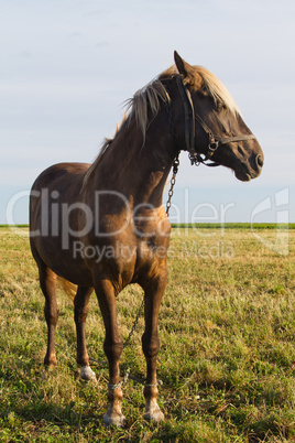 Young horse grazing in a pasture