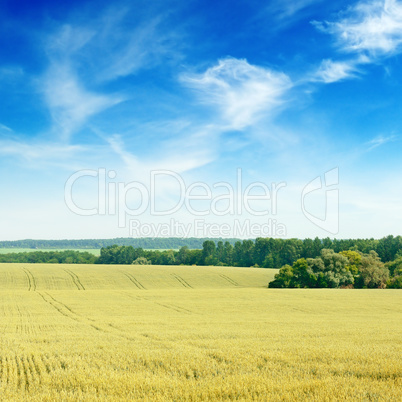 wheat field and blue sky