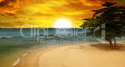 sea beach, a tree and a fantastic sunset