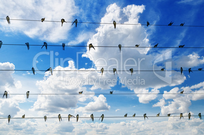 flock of swallows on blue sky background