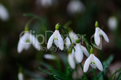 schneegloeckchen
