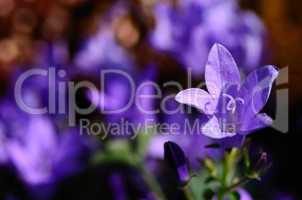violette blume im fruehling