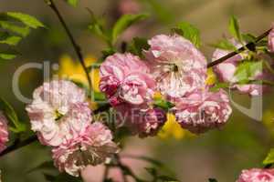 Mandelblüte, Almond Blossoms
