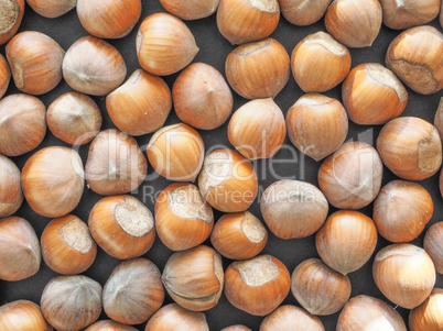 Hazelnut fruit