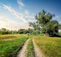 Forest and road