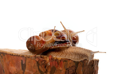 Snails on pine tree stump