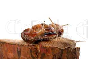Snails on pine tree stump
