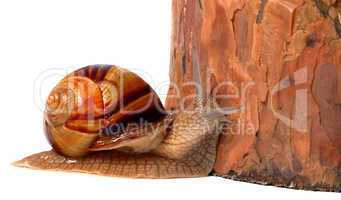 Pine tree and snail
