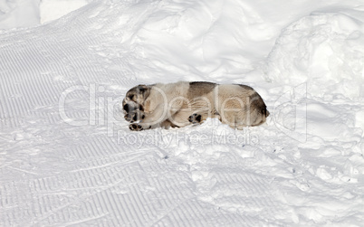 Dog sleeping on ski slope