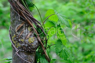 umwachsener baum