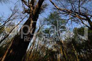 wald mit grossem baum