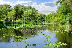 Summer on river