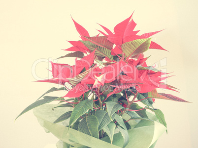 Poinsettia Christmas star