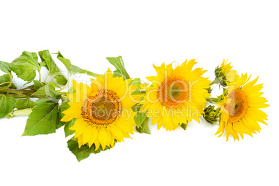 flowers sunflower