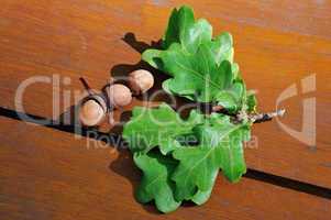 acorns and oak leaves