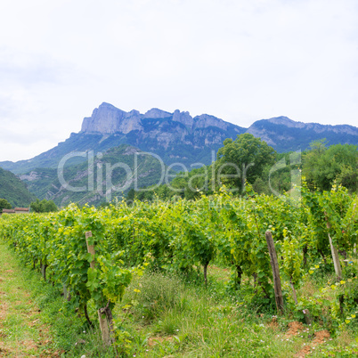 vineyard in provence