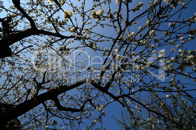 bluehender kirschenbaum fruehling