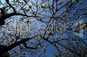 bluehender kirschenbaum fruehling