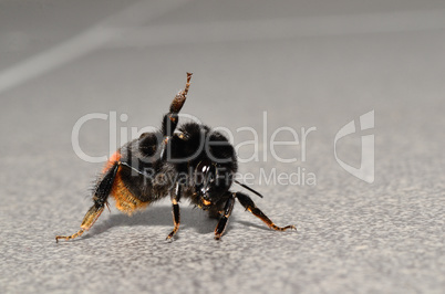 hummel beine hoch hummel beine hoch