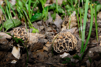 speisemorcheln im wald