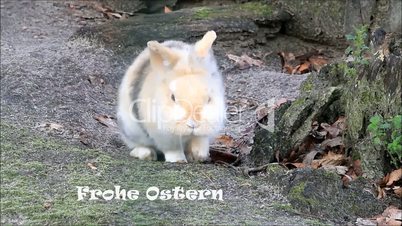 Frohe Ostern, Text, Bunny