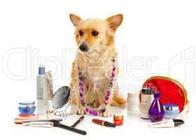 Spitz dog with cosmetics
