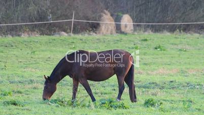 Braunes Pferd frisst Gras auf der Weide