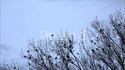 Krähen treffen sich auf einem Baum