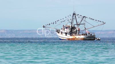 Old Fishing Boat With Many Seabirds