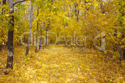 autumn forest and fallen yellow leaves