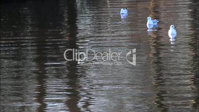 Möwen fliegen über Wasser