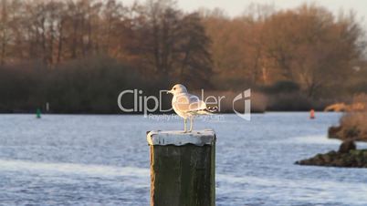 Möwe sitzt auf Pfosten und fliegt davon, Hintergrund Wasser