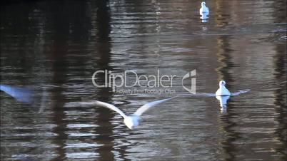 Möwen fliegen über Wasser