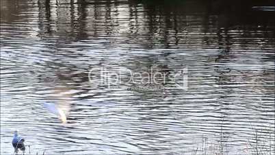 Möwen fliegen über Wasser