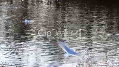 Möwen fliegen über Wasser