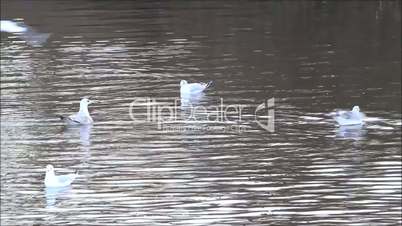 Möwen fliegen über Wasser