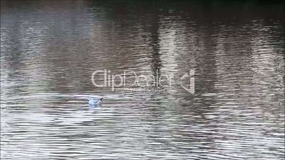 Möwen fliegen über Wasser