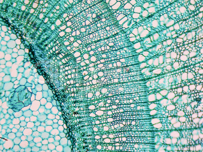 Tilia stem micrograph