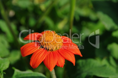 Tithonie - Tithonia 03