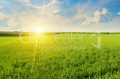 field, sunrise and blue sky