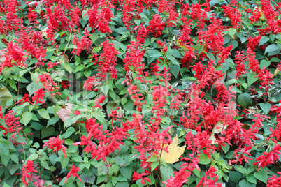 Beautiful bed with flowers of salvia