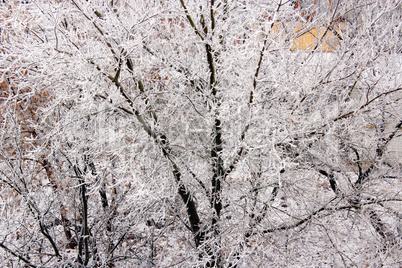 hoarfrost on the branches of trees