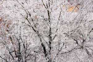 hoarfrost on the branches of trees