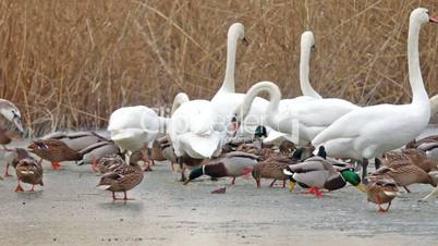 Many waterbirds on the lake