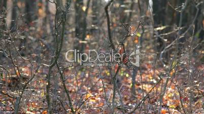 Cobwebs on the forest