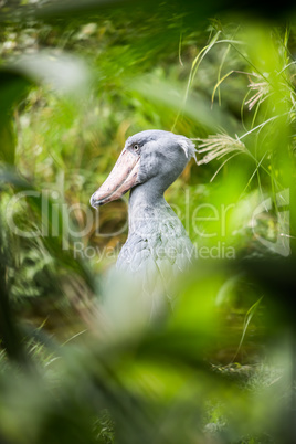 Shoebill (Balaeniceps rex)