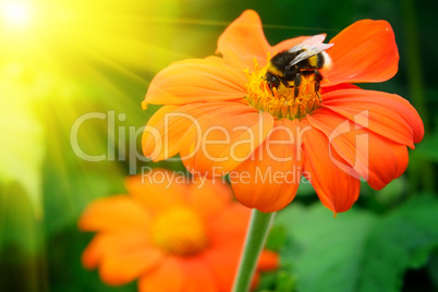 Bumble bee pollinating a flower