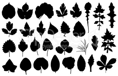 Set of different leaves