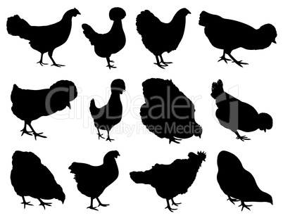 Illustration of different hens