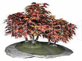Japanese maple tree bonsai - 3D render